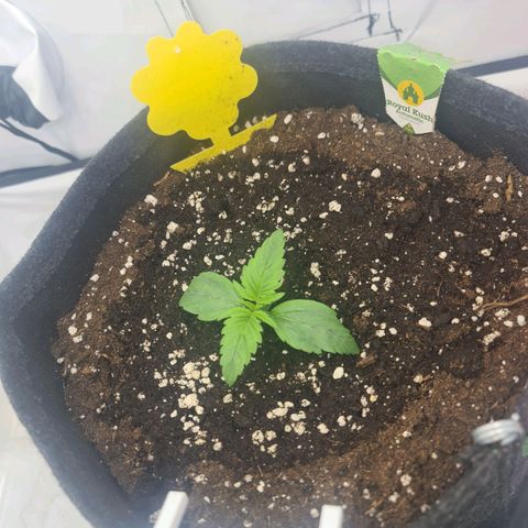 Royal Kush Automatic growlog timeline photo