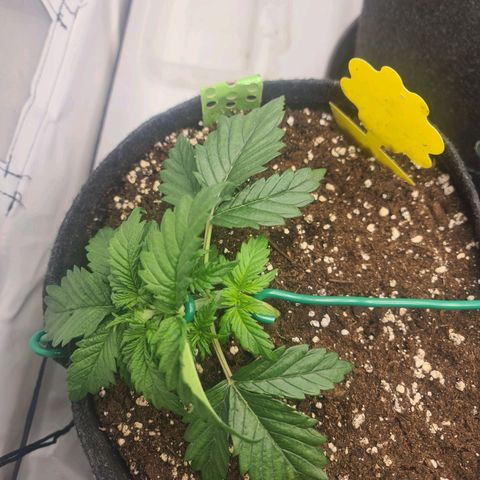 HulkBerry Automatic growlog timeline photo