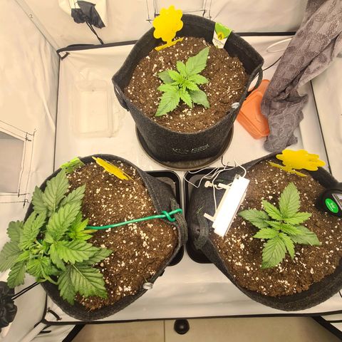 HulkBerry Automatic growlog timeline photo