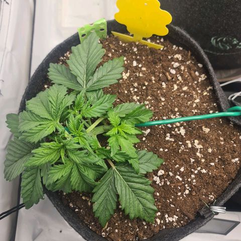 HulkBerry Automatic growlog timeline photo