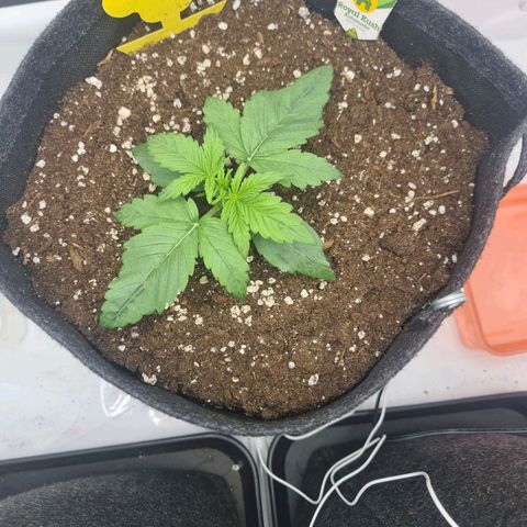 Royal Kush Automatic growlog timeline photo
