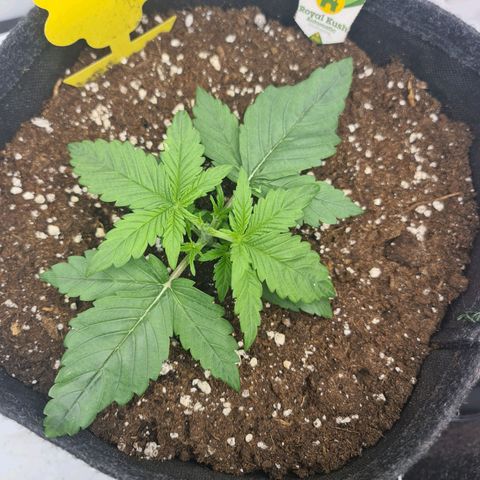 Royal Kush Automatic growlog timeline photo