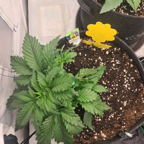 HulkBerry Automatic growlog timeline photo