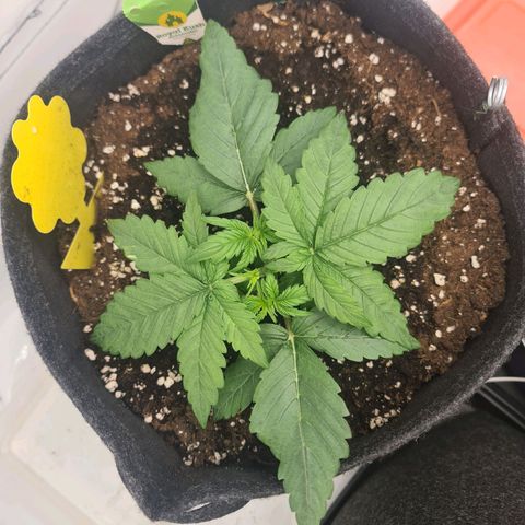 Royal Kush Automatic growlog timeline photo