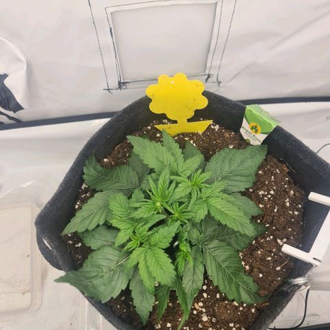 Royal Kush Automatic growlog timeline photo