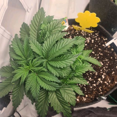 HulkBerry Automatic growlog timeline photo