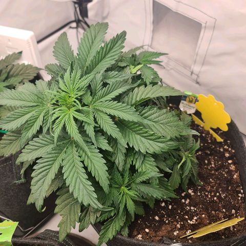 HulkBerry Automatic growlog timeline photo