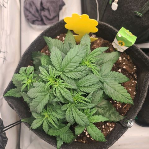 Royal Kush Automatic growlog timeline photo