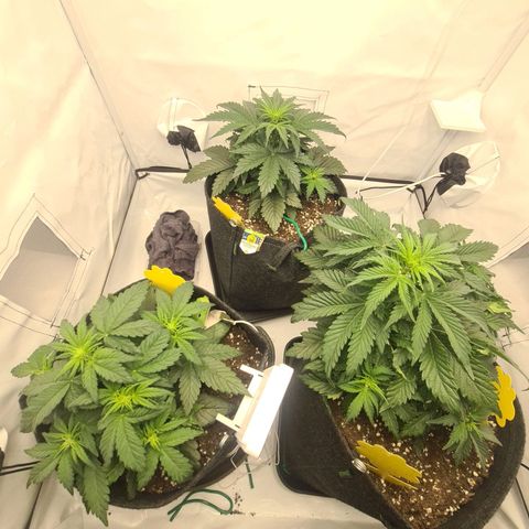 HulkBerry Automatic growlog timeline photo