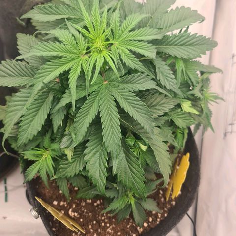 HulkBerry Automatic growlog timeline photo