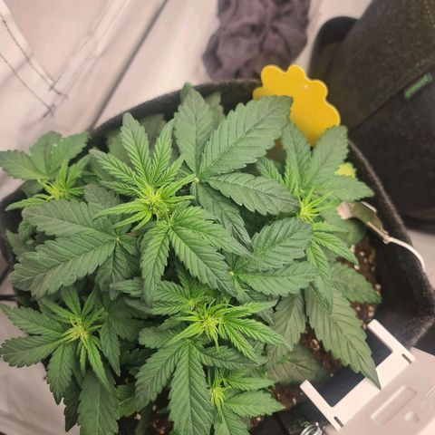 Royal Kush Automatic growlog timeline photo