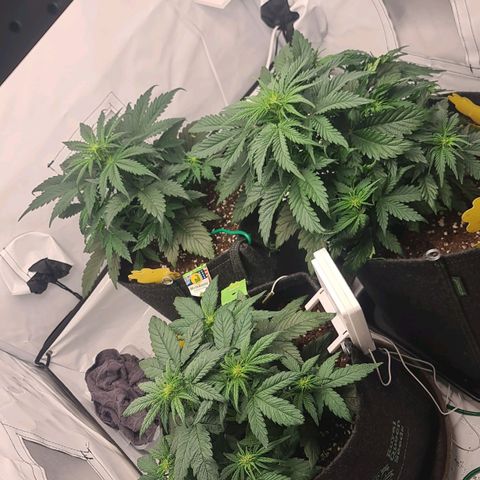 HulkBerry Automatic growlog timeline photo
