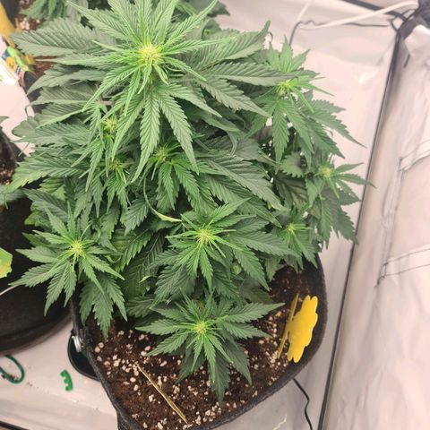 HulkBerry Automatic growlog timeline photo