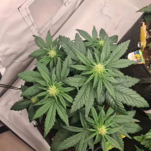 Royal Kush Automatic growlog timeline photo