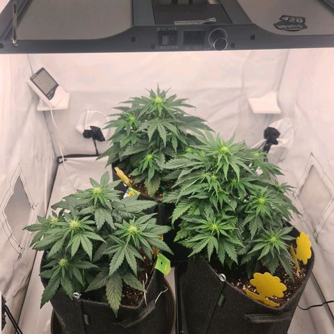 HulkBerry Automatic growlog timeline photo