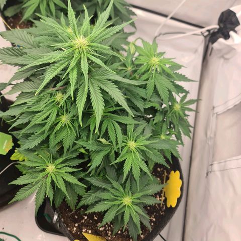 HulkBerry Automatic growlog timeline photo