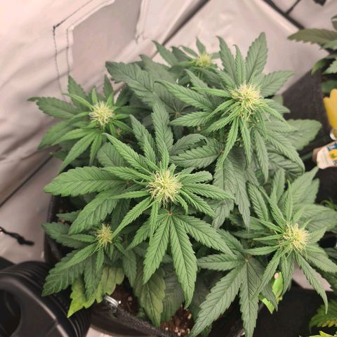 Royal Kush Automatic growlog timeline photo