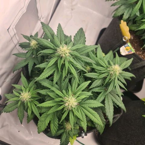 Royal Kush Automatic growlog timeline photo