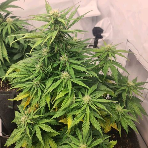 HulkBerry Automatic growlog timeline photo