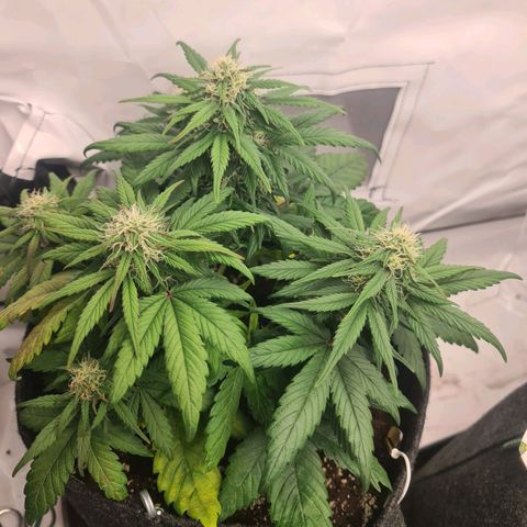 Royal Kush Automatic growlog timeline photo