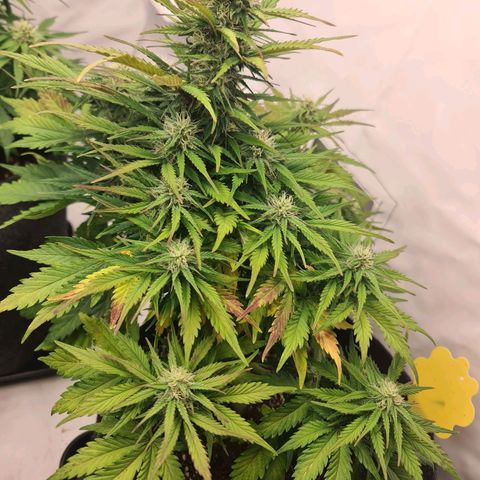 HulkBerry Automatic growlog timeline photo