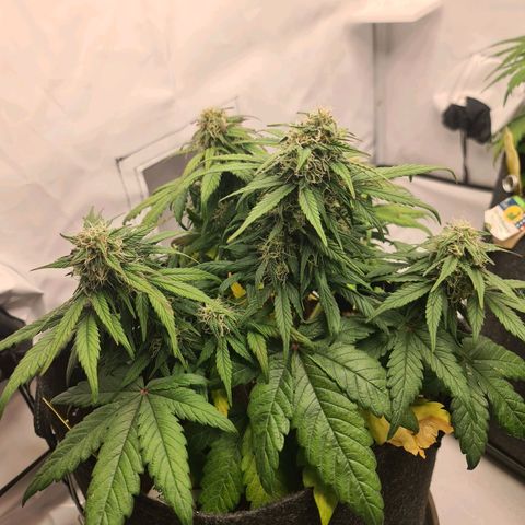 Royal Kush Automatic growlog timeline photo