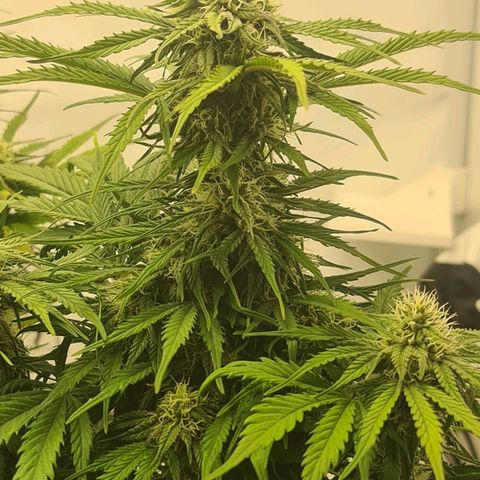 HulkBerry Automatic growlog timeline photo