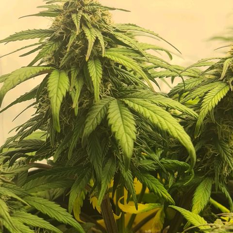 Royal Kush Automatic growlog timeline photo
