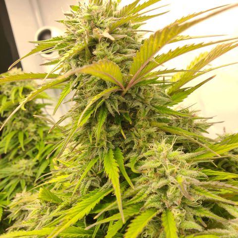 HulkBerry Automatic growlog timeline photo