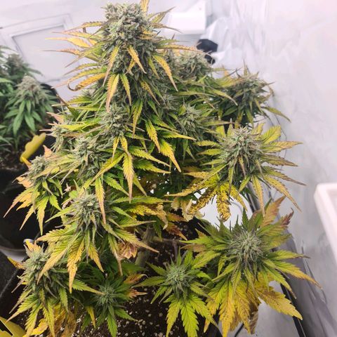 HulkBerry Automatic growlog timeline photo