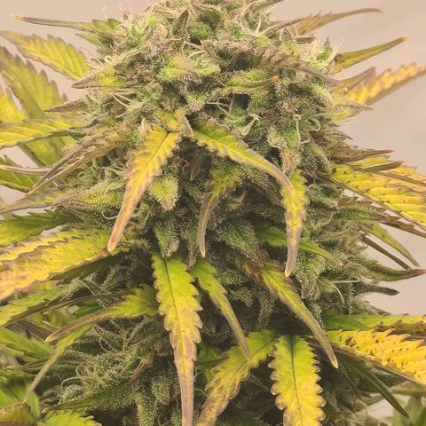 HulkBerry Automatic growlog timeline photo
