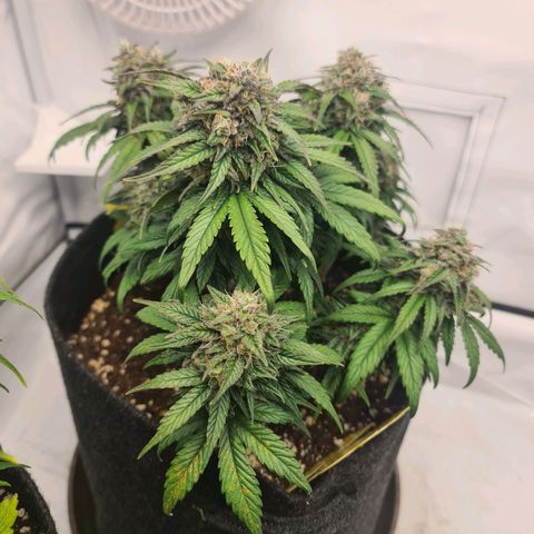 Royal Kush Automatic growlog timeline photo