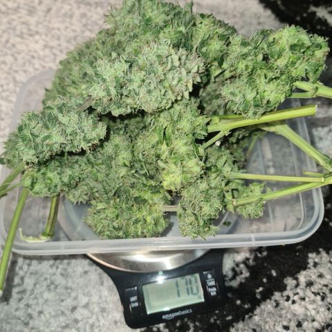 HulkBerry Automatic growlog timeline photo