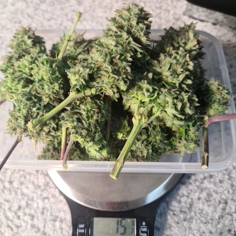 HulkBerry Automatic growlog timeline photo