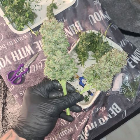 HulkBerry Automatic growlog timeline photo
