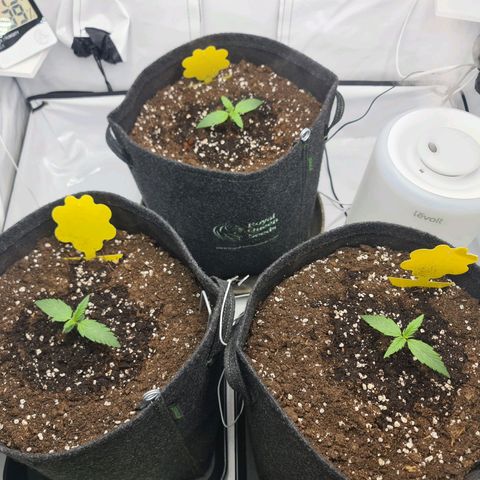 Lemon Cherry Cookies Auto Fast Buds growlog timeline photo