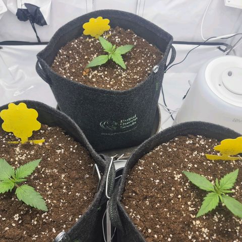 Lemon Cherry Cookies Auto Fast Buds growlog timeline photo