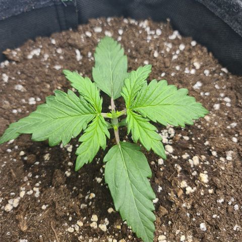 Lemon Cherry Cookies Auto Fast Buds growlog timeline photo