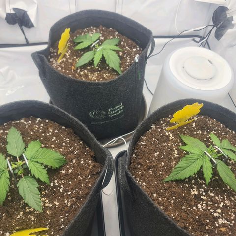 Lemon Cherry Cookies Auto Fast Buds growlog timeline photo
