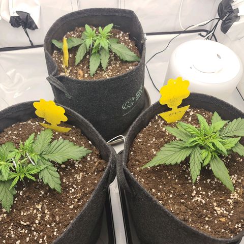 Lemon Cherry Cookies Auto Fast Buds growlog timeline photo