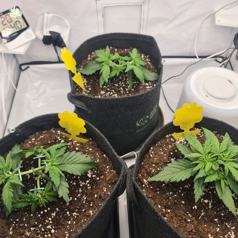 Lemon Cherry Cookies Auto Fast Buds growlog timeline photo