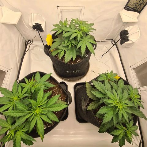 Lemon Cherry Cookies Auto Fast Buds growlog timeline photo