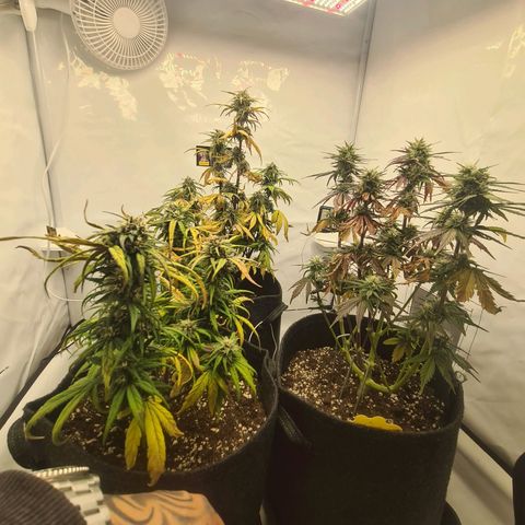 Lemon Cherry Cookies Auto Fast Buds growlog photo: Durch privaten Zeitmangel ist vieles verkehrt gelaufen was die Nährstoffzugabe betrifft... ich werde versuchen in den letzten wochen rauszuholen was noch geht 🤣