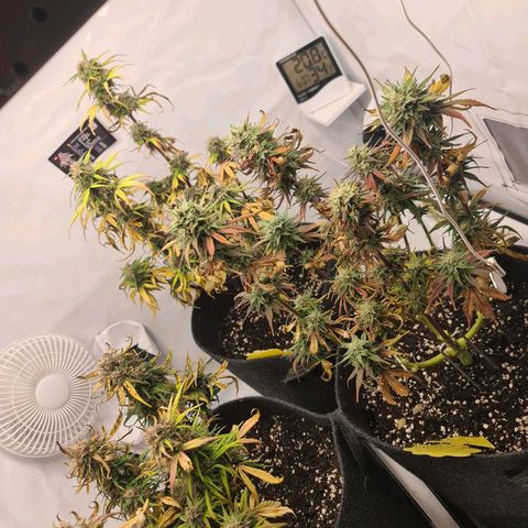 Lemon Cherry Cookies Auto Fast Buds growlog timeline photo