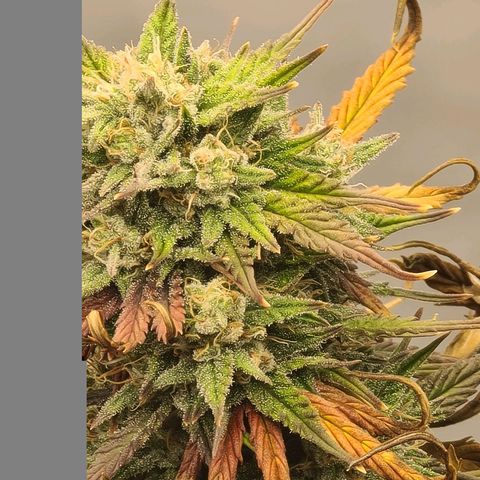 Lemon Cherry Cookies Auto Fast Buds growlog timeline photo