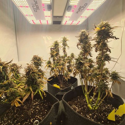 Lemon Cherry Cookies Auto Fast Buds growlog timeline photo