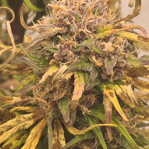 Lemon Cherry Cookies Auto Fast Buds growlog timeline photo