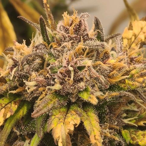 Lemon Cherry Cookies Auto Fast Buds growlog timeline photo