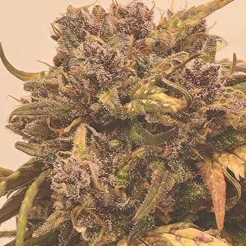 Lemon Cherry Cookies Auto Fast Buds growlog timeline photo