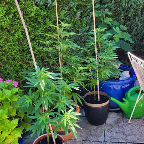 Watermelon Jam growlog timeline photo